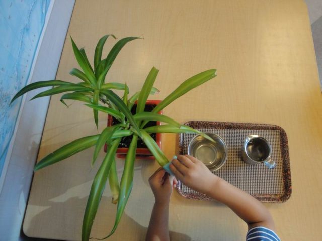 hands of child under 3 washing a plant