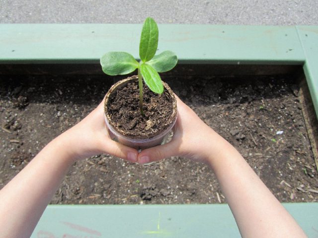 Casa child holding a plant