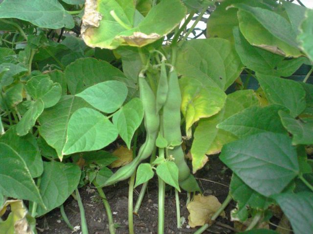 Beans ready to harvest