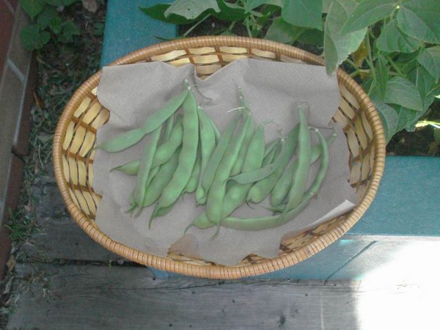 Beans harvested in a basket
