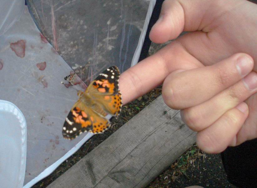 Butterfly on a finger