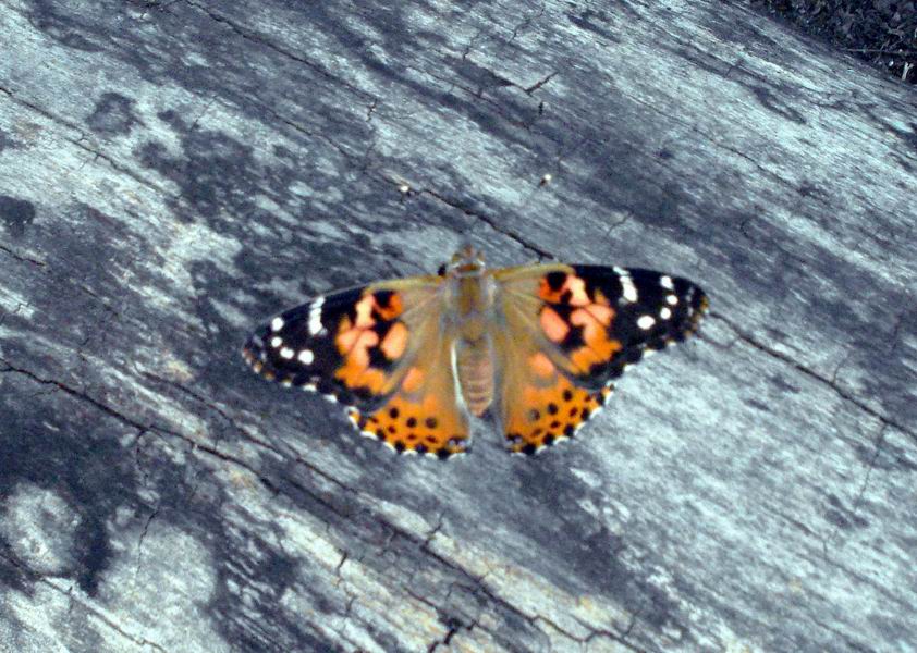 Butterfly on a log