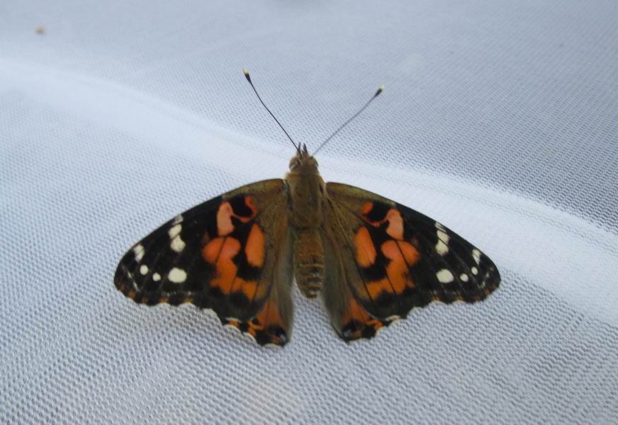 Butterfly in a screened house