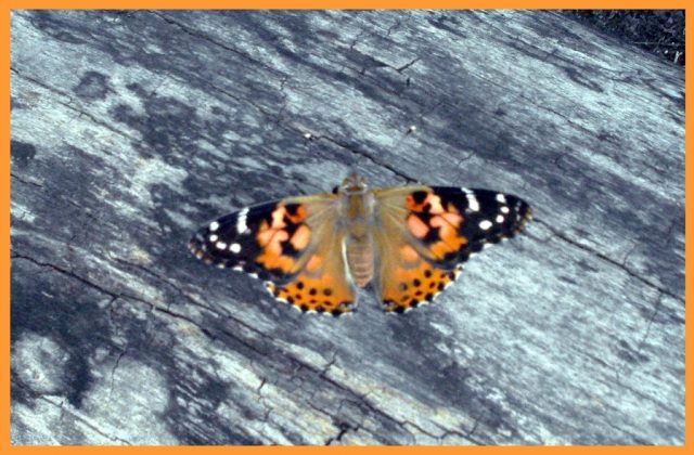 Butterfly on a log