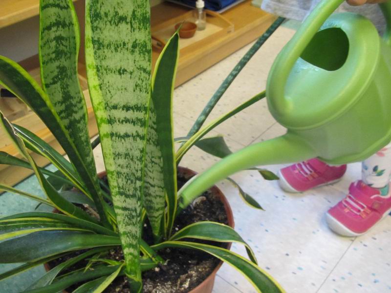 Watering a plant