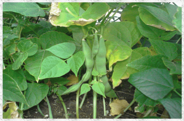 Beans growing in the playground