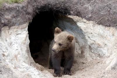 Bear in front of a cave