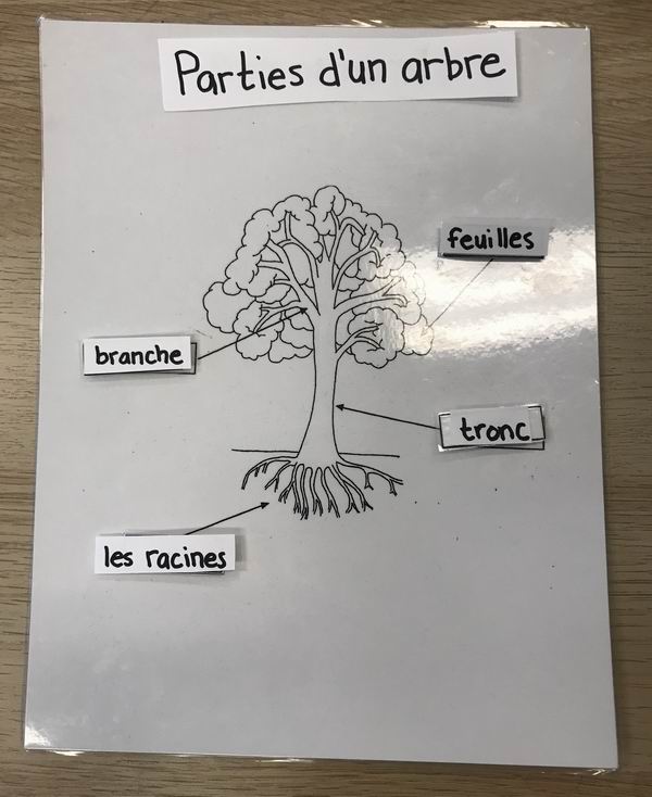 Parts of the tree diagram in French