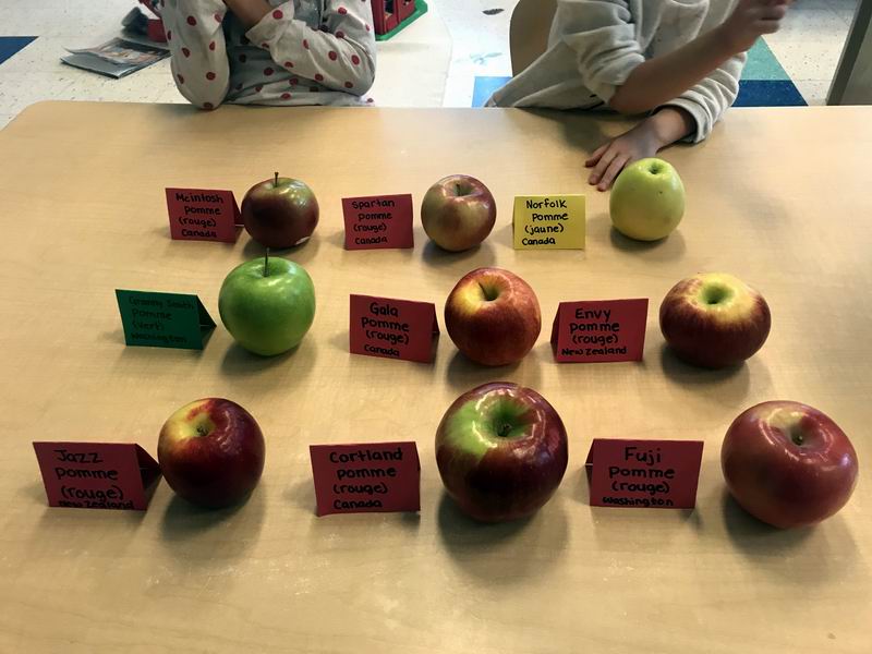 Various apple varieties with names in French