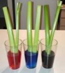 celery experiment 