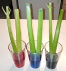 celery experiment 