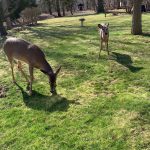 feeding deer