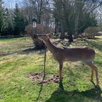 feeding deer