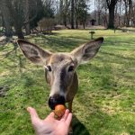 feeding deer