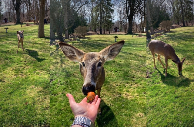 feeding deer