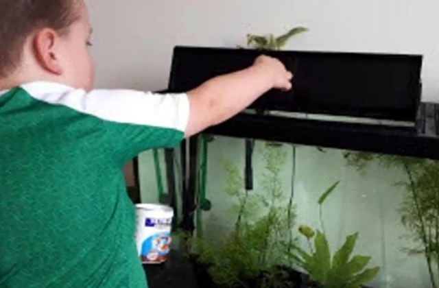 child feeding fish