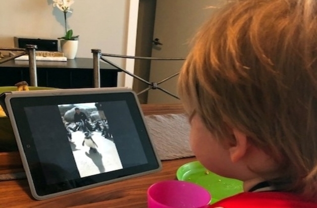 Christina's son watching a live feed penguin video