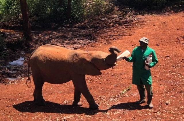 Elephant calf being fed with a baby bottle