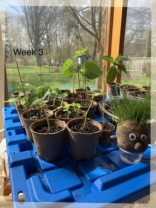 planting weekly progress