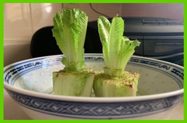 Lettuce experiment