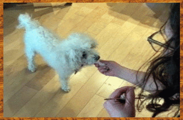 Vasco the dog shaking hands