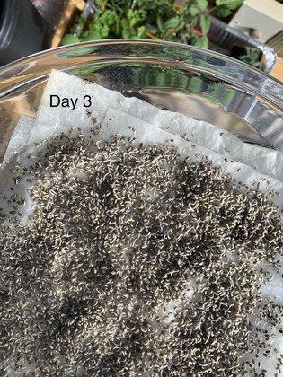 chia seed experiment