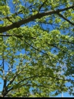 tree branches and leaves