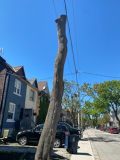 tall tree trunk in the neighbourhood