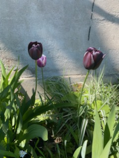 purple tulips