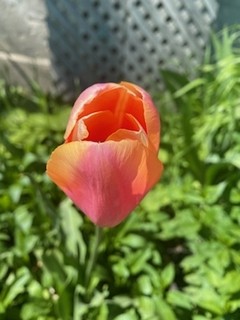 red orange tulip