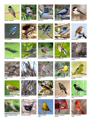 bird identification guide