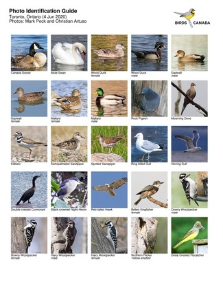 bird identification guide