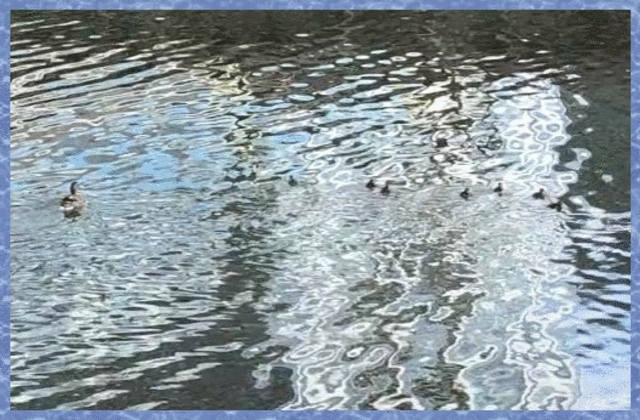 Ducks and ducklings in the Don river