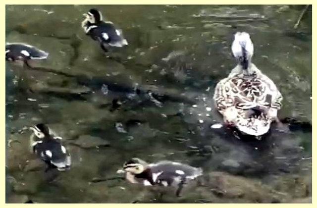 Ducks and ducklings