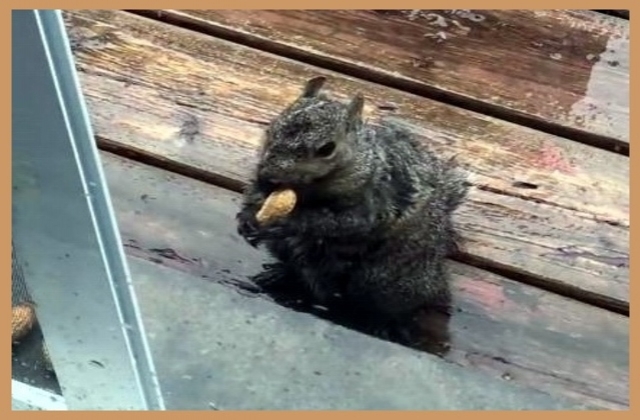 Squirrel eating a peanut