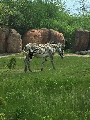 zebra