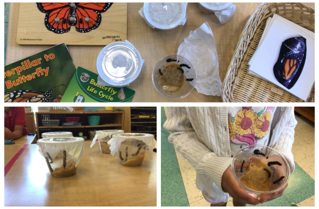 Containers of caterpillars, butterfly books, a puzzle, and a child holding a container of caterpillars with their food.