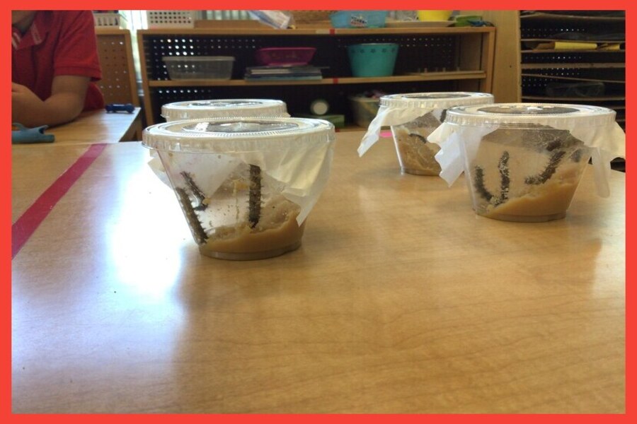 Containers of caterpillars with their food