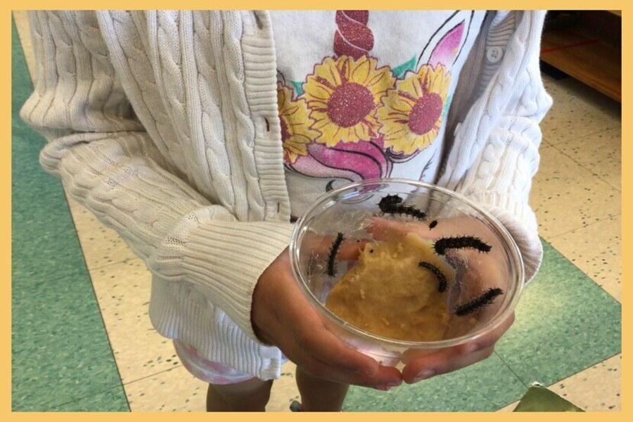 A child holding a container with caterpillars and their food