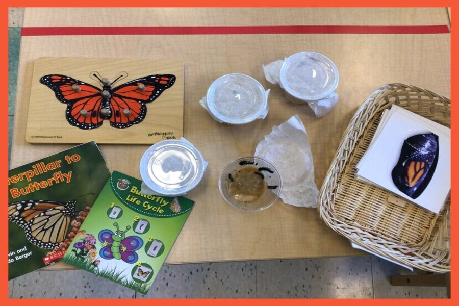 Containers of caterpillars, butterfly books, and a butterfly puzzle.