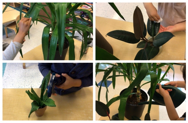 Children washing plant leaves, misting, and watering a plant