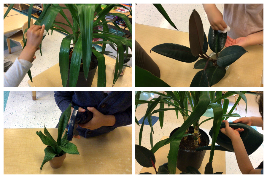 Children washing plant leaves, misting, and watering a plant