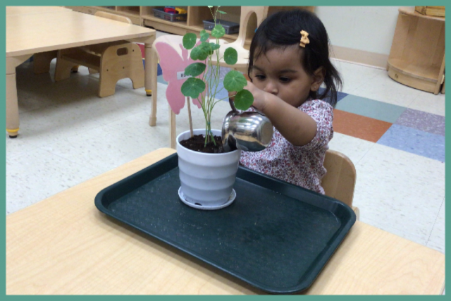 Child under 2 watering a plant