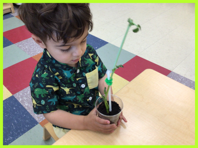 Child under 3 observing a plant