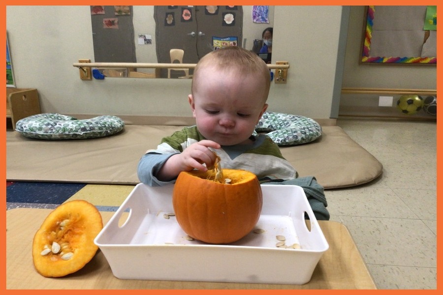 A child exploring the inside of a pumpkin