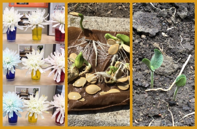 A collage of flower dyeing, seedlings, and seedlings in soil