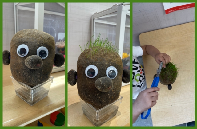 A collage of a freshly created grass head, grass growing on top, and a child cutting a blade of grass
