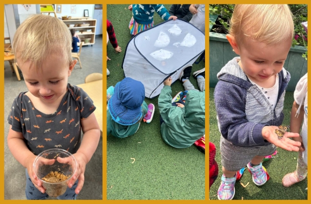 A collage of a child holding a container of caterpillars, children looking at butterflies in a net house, and a child holding and looking at a butterfly
