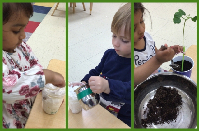 A collage of children placing a seed and paper towel into a cup, adding water, and potting a seedling