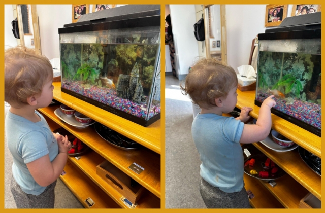 A collage of a child observing and pointing at a fish in an aquarium
